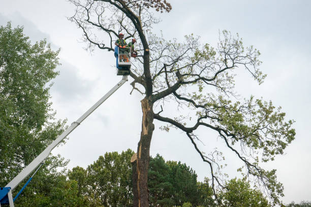 Best Tree Risk Assessment  in Levittown, NY