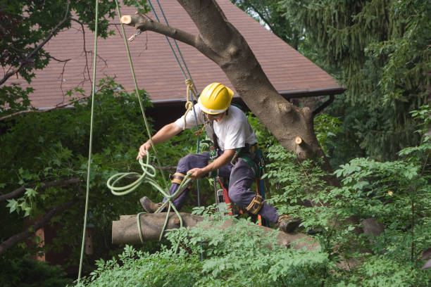 Best Leaf Removal  in Levittown, NY